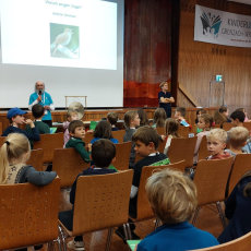 Warum singen Vögel?