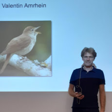 Warum singen Vögel?